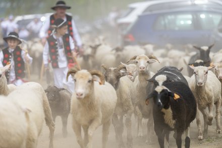 Wiślański Wygón Łowiec przejście owiec